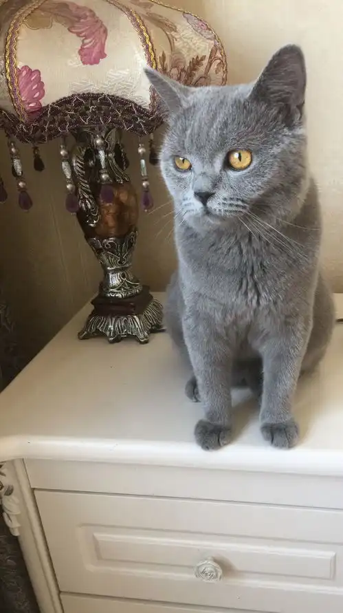  为什么我家蓝猫眼睛不黄不红啊蛋黄红铜色