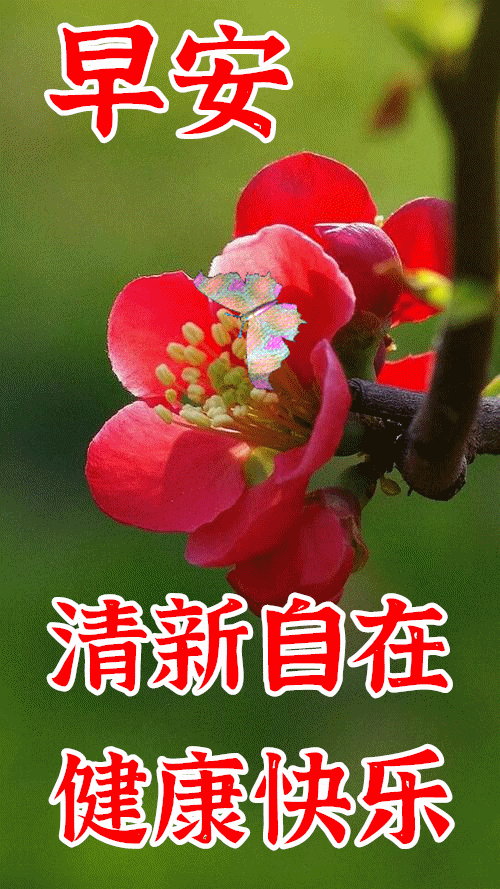  上午好最新漂亮的风景表情包大全,祝福语句子