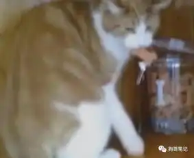  猫咪哭着告诉主人能别养狗吗每次偷饼干都被抢