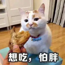  求问这只在微博上很火的表情包橘猫叫什么名字呀好喜欢,好喜感