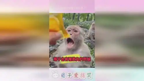 峨眉山的猴子表情包池子