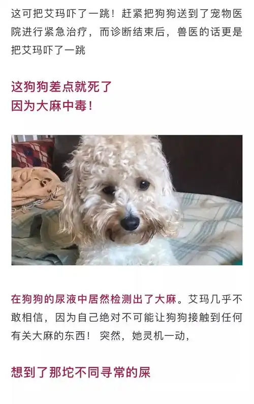  屎里有毒墨尔本宠物狗散着步,一不小心吃了一坨人拉的爸爸,当场中毒晕厥