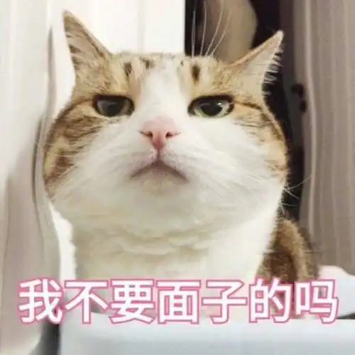  哇,可爱猫咪表情包来了,喜欢猫咪的快来收图,萌得我一塌糊涂