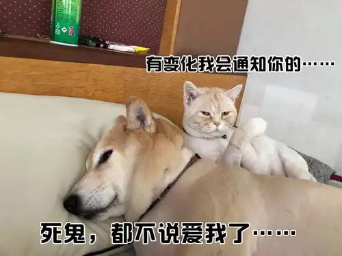  沙雕喵星人汪星人的表情包,你是要笑死我