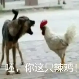  鸡年当然要用鸡的表情包啦