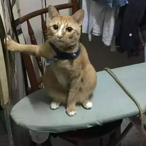 牵爪爪表情包
