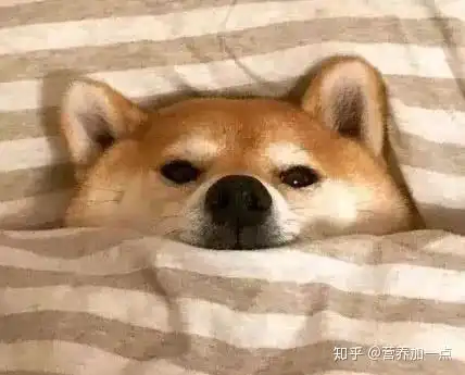 勇敢狗狗不怕困难表情包
