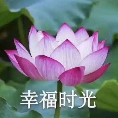 佛冷表情包荷花
