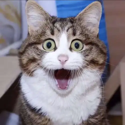  这大脸猫谁家的笑死我了破案了