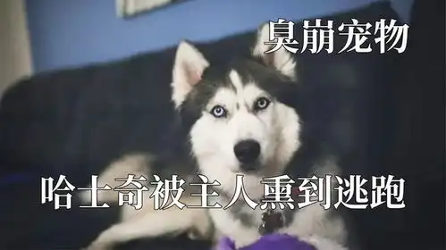  被人类臭崩的宠物,哈士奇被主人熏到捂鼻,小猫闻榴莲臭到呕吐