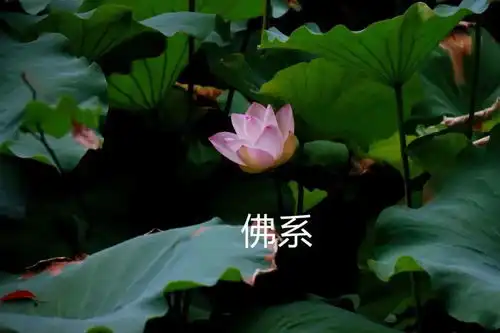  中老年佛系荷花表情包头像