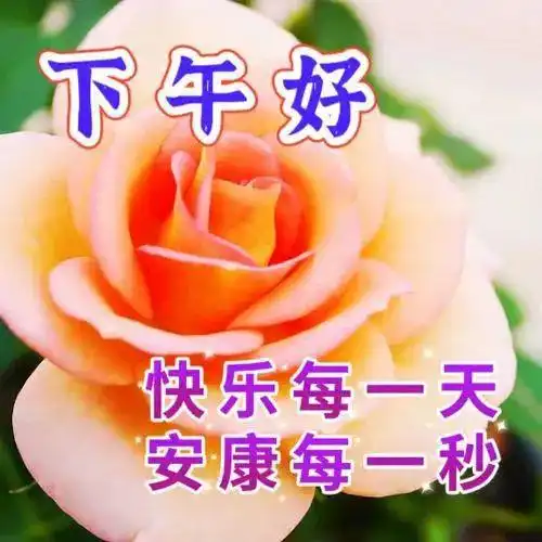 大家姐妹们下午好表情
