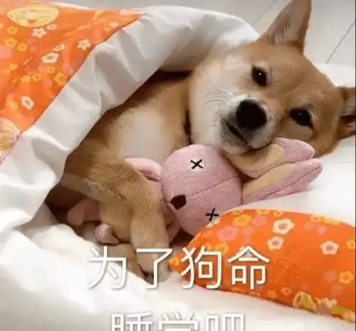 睡觉表情包高清狗命