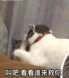 huh猫表情包动图猫咪