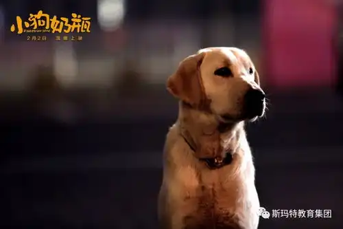 小狗奶瓶之我和狗狗的秘密约定