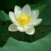  当你老了