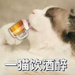  你连表情包里猫的名字都不知道,还敢说爱猫