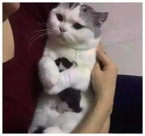  主人想亲近小猫,母猫一把抱住拒绝,表情单身狗,想要自己生哔哩哔哩