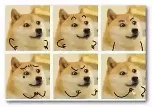  16岁表情包柴犬去世...网友永远活在我的微信中