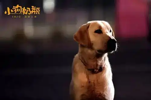  02.03带ta看电影萌宠暖心电影小狗奶瓶新片上映,和ta一看