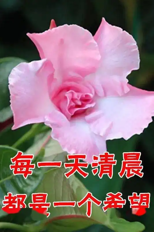  唯美音乐美文欣赏的个人展示页