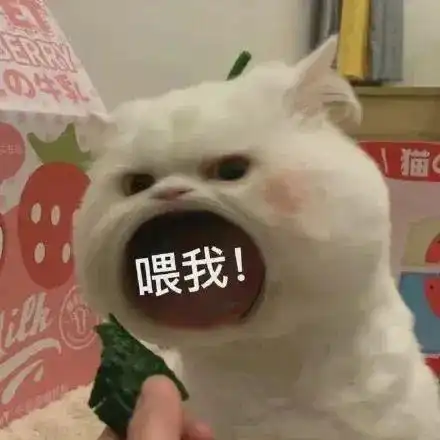  表情包,你如星河如朝露