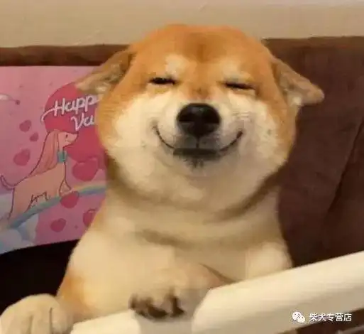  新手养柴犬教你养成表情包模样