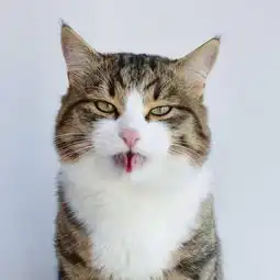  女孩出差的时候把猫托付给男朋友,回来的时候