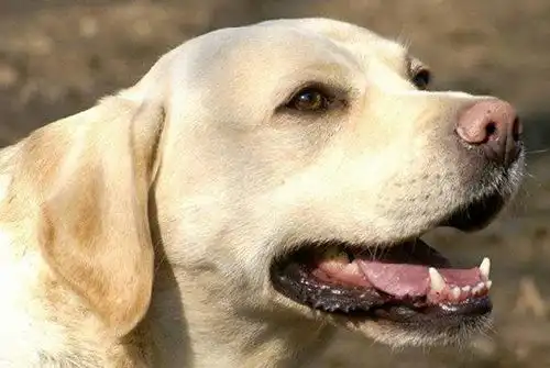  狗狗被异物卡喉怎么办三步帮你解决问题