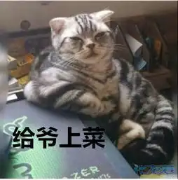  主人,什么时候开饭啊人家好饿喵星人要吃饭