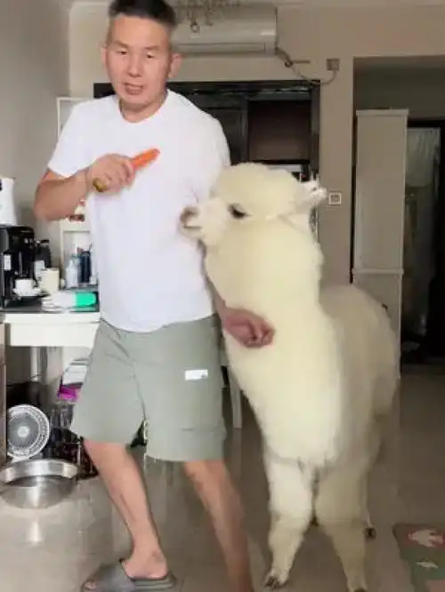  羊驼不吐口水能听话还是很乖的萌宠日常记录萌宠成精了铲屎官的乐趣宠物是宠物更是家人