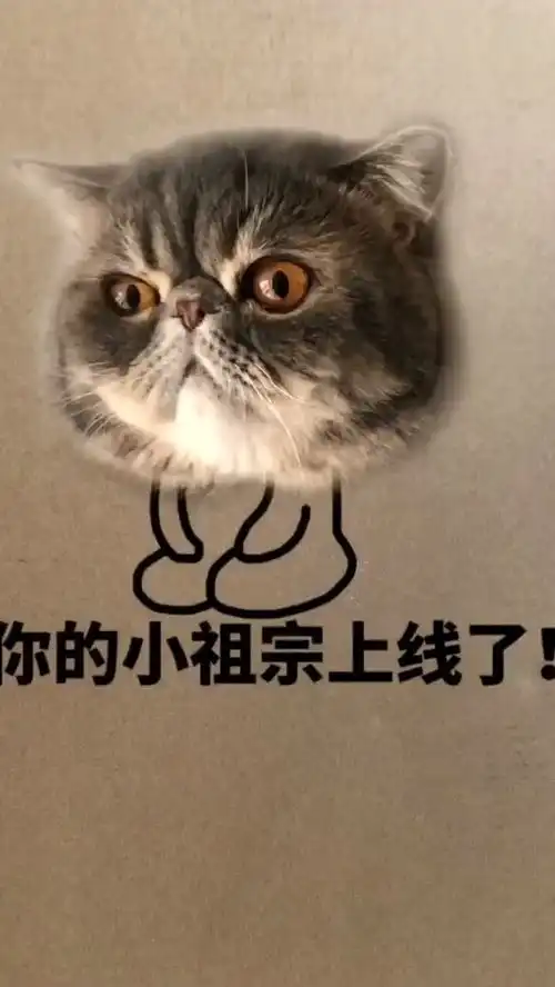  猫咪的表情包怎么来的你或许想不到