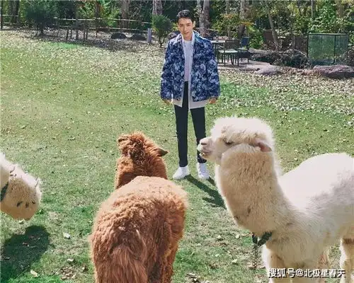  朱一龙的小学生日常,被羊驼吐口水,委屈记仇向工作人员告状