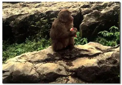 一张图看懂峨眉怎么玩,峨眉山登山路线攻略