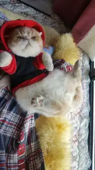  很好奇是人类自我意淫还是猫咪真的能用表情表达情绪