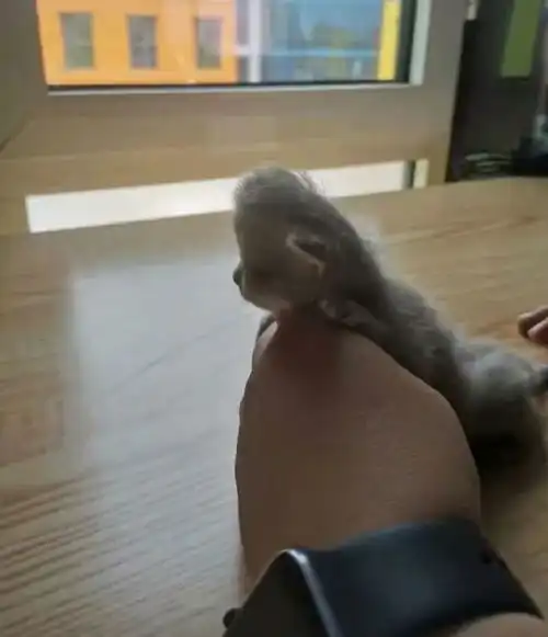  奶奶养猫,不是丑就是胖笑出鹅叫