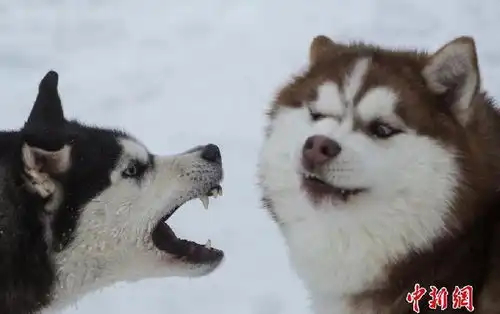  表情俄罗斯举办雪橇犬锦标赛一大波二哈贡献表情包上游新闻汇聚向上...表情