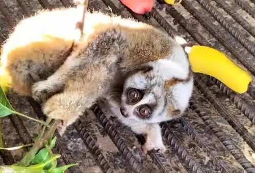  云南德宏一果园发现蜂猴,抱住树枝不松手,这么可爱的猴能养吗