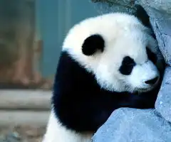 可爱萌图笑翻小q们绚丽的萌图