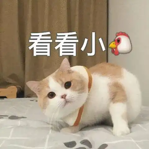  辣么可爱的猫咪表情包请收好
