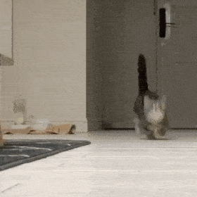  卖萌表情小奶猫表情包三
