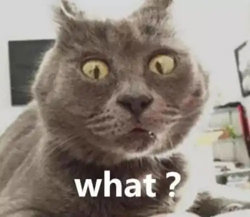  主人放了一个震天地的响屁,蓝猫一脸嫌弃,猫小老妹你是咋回事