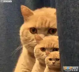  你已经被橘猫锁定搞笑图片你已经被橘猫锁定表情包下载乐游网游戏下载