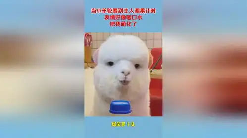  当小羊驼看到主人调果汁时,表情好像咽口水,把我萌化了