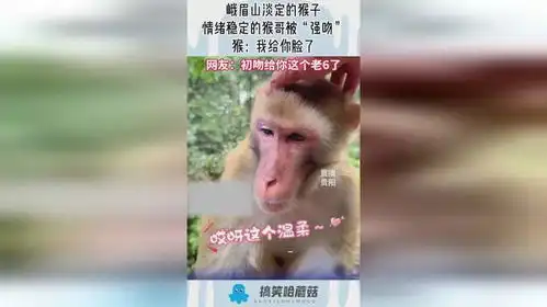  峨眉山淡定的猴子,情绪稳定的猴哥被强吻,猴我给你脸了