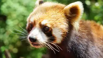  给萌物打call,你选择蜂猴小熊猫还是猫头鹰