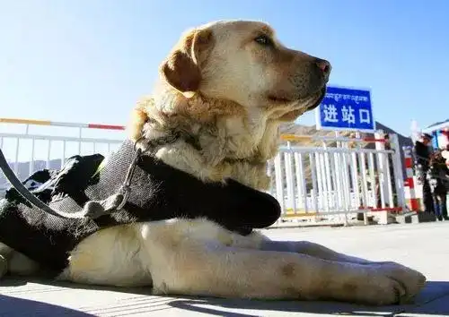  除了卖萌搞笑,狗狗还有如此英勇的一面警犬总动员带您见识犬届精英