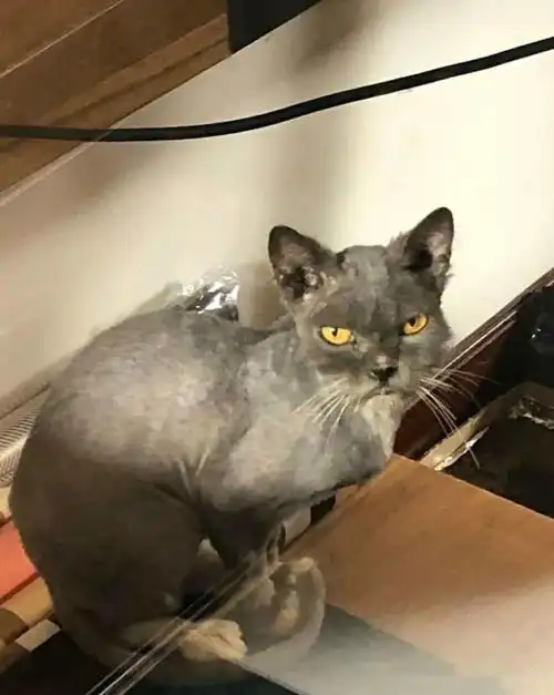  猫咪被喷漆,对人不信任,表情超凶还暴躁,但也掩盖不住高颜值