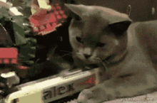  节操精选百无聊赖的猫生啊