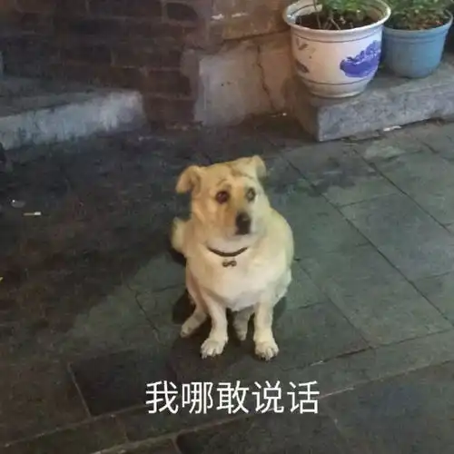  可爱的沙雕朋友圈文案195.0